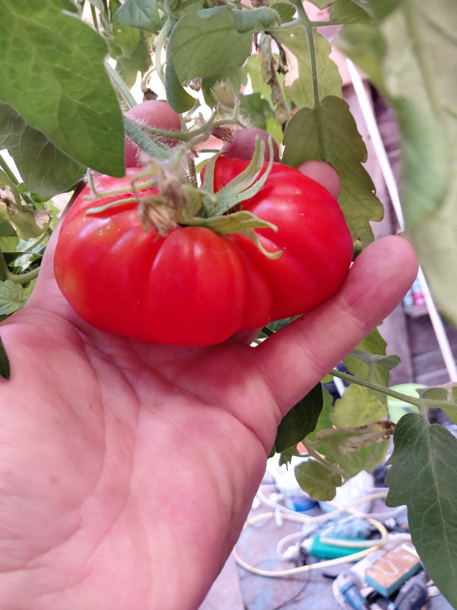 A large ripe red tomato held in a hand, still on the plant, in the aquaponic lab in the Landes, France